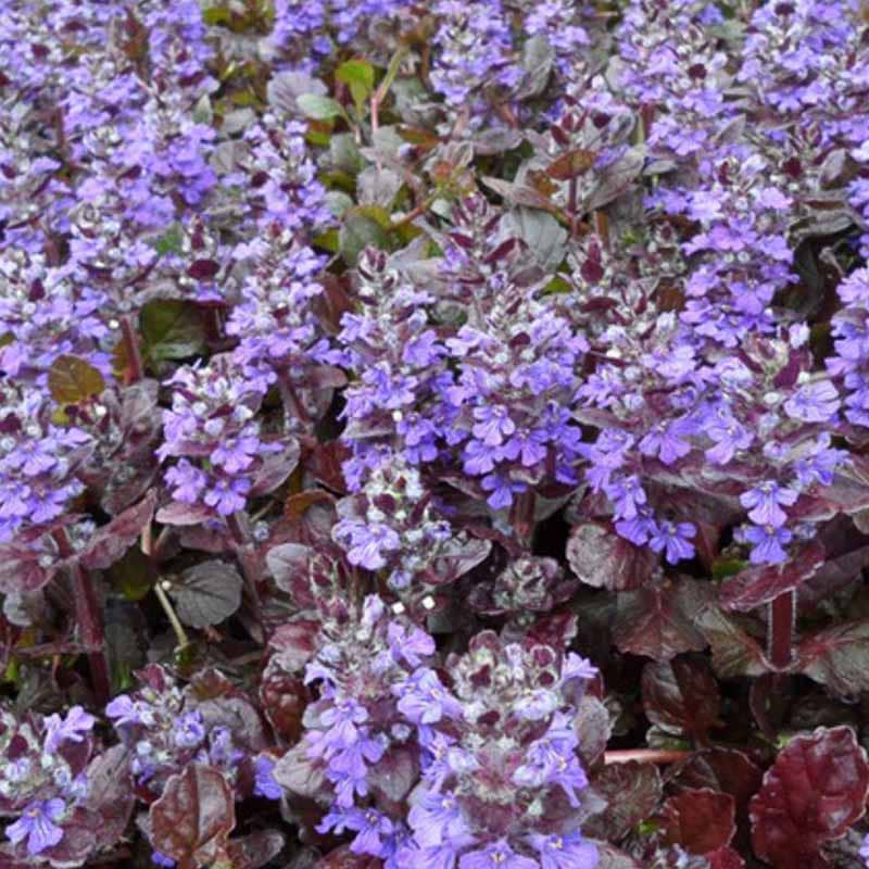 Ajuga reptans 'Black Scallop'