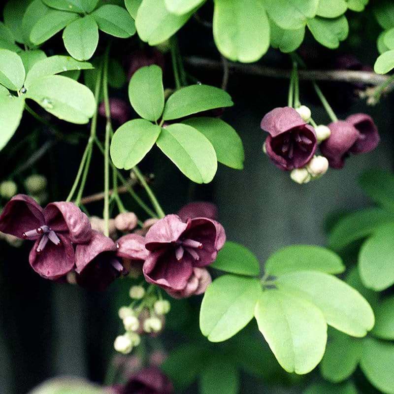 Quinata blomst
