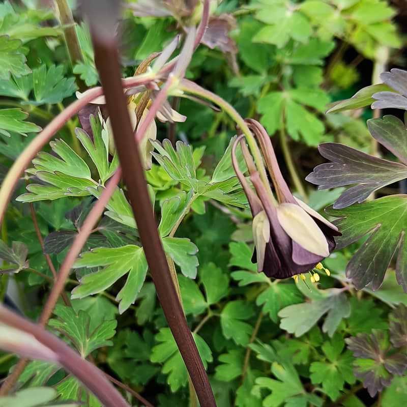 Akeleje (Aquilegia viridiflora 'Chocolate Soldier')