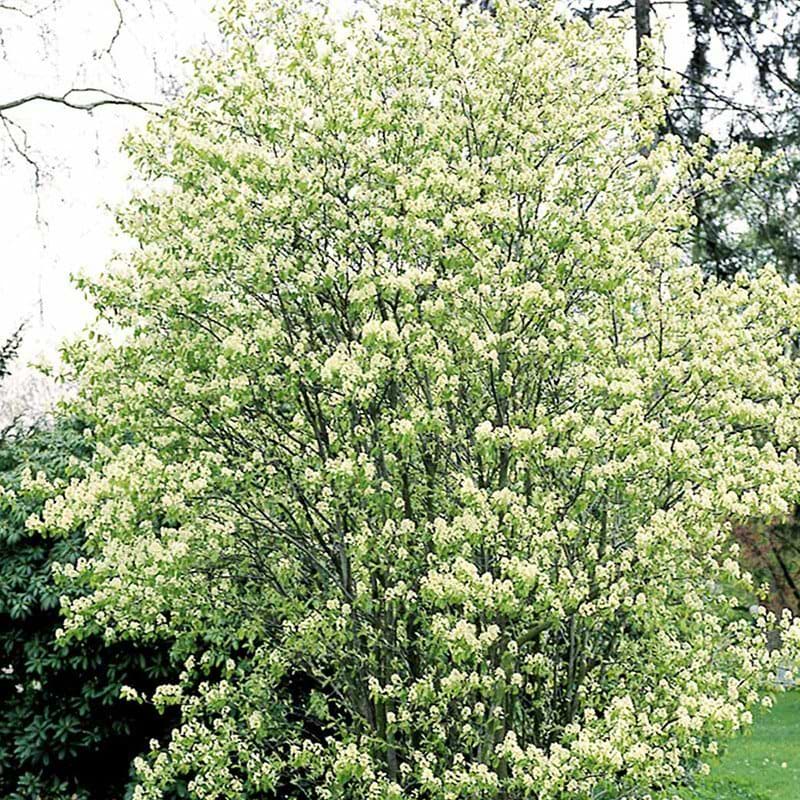 Aks-bærmispel læplante