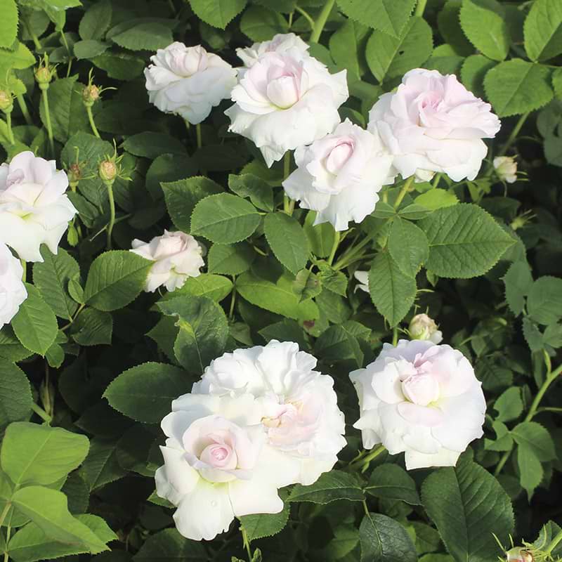 Rosa Alba 'Chloris'
