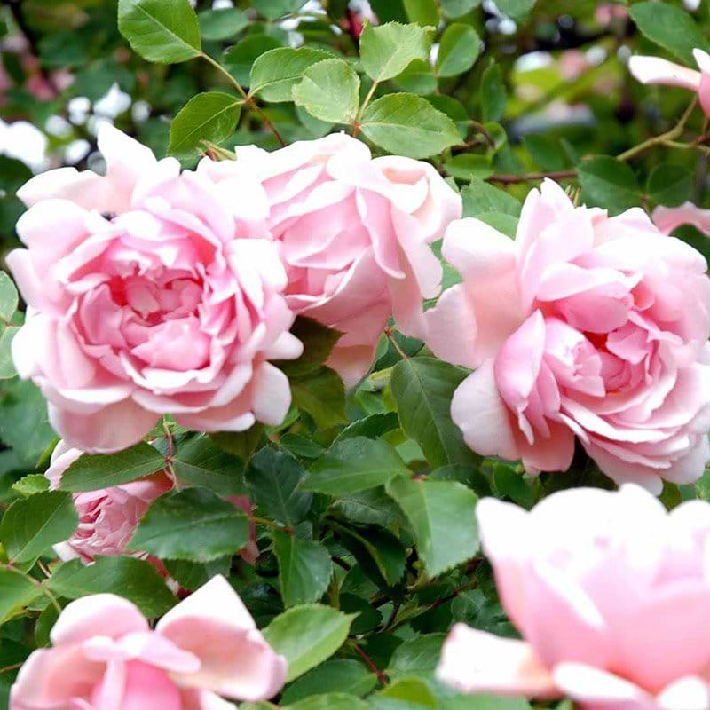 Albertine rose blomst