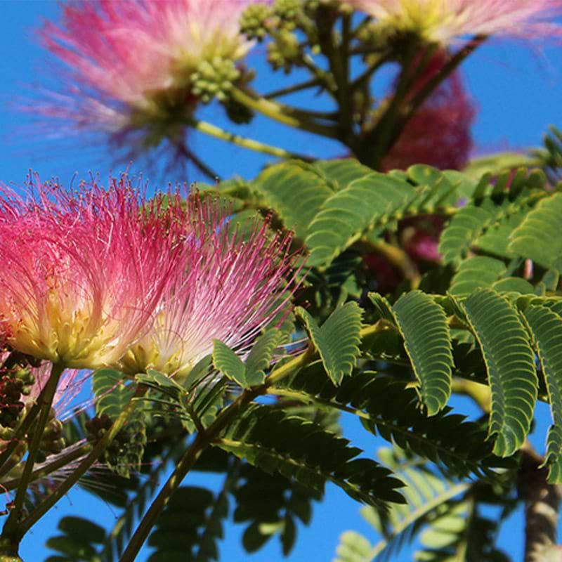 Silketræ Persisk (Albizia julibrissin 'Ombrella')  batouwe