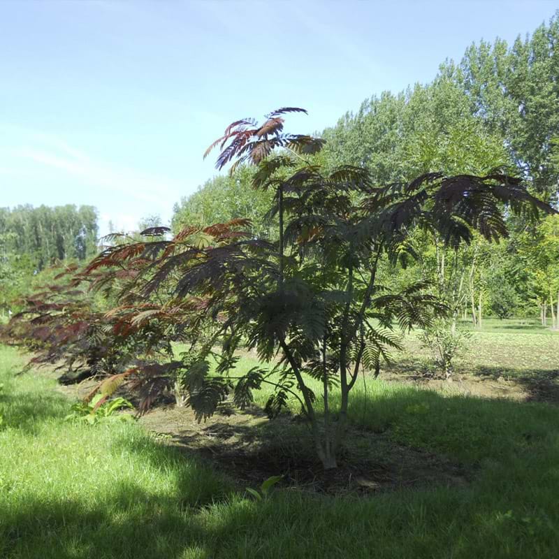 Silketræ Persisk (Albizi julibrissin 'Summer Chocolate')