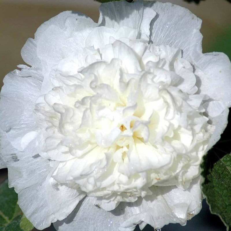 Stokrose hvid