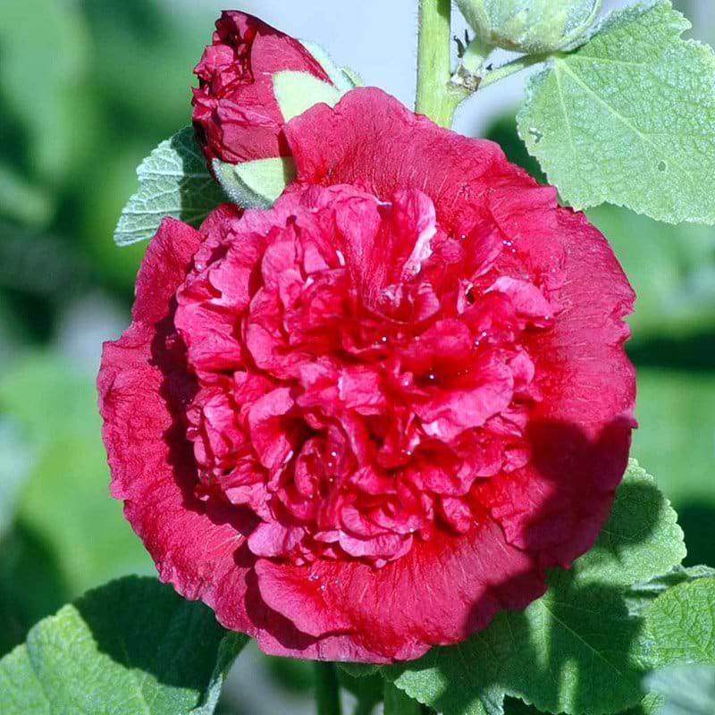 Stokrose Pleniflora Rød blomst