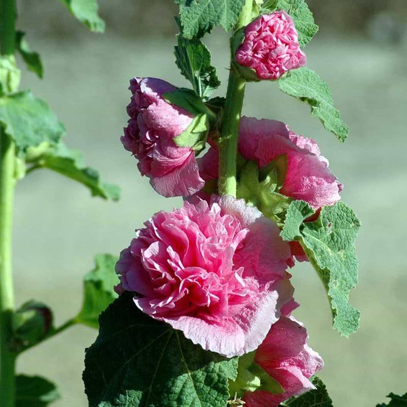 Alcea rosea Pleniflora Rosa