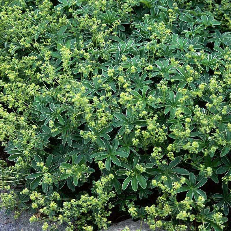 Løvefod bjergløvefod alchemilla alpina staude