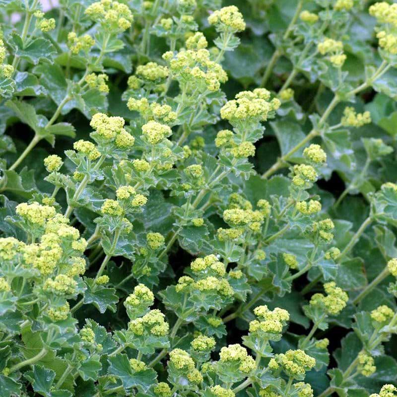 Løvefod Alchemilla mollis