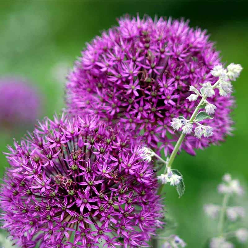 Purple Sensation