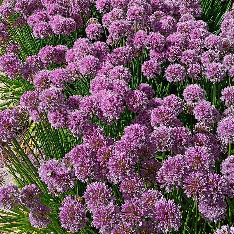 ALLIUM 'LAVENDER BUBBLES'