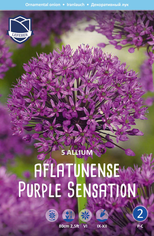 Allium Purple