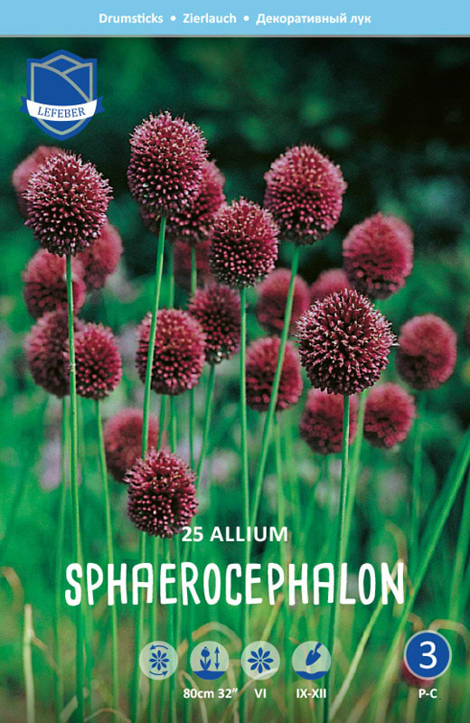 Rødviolet allium