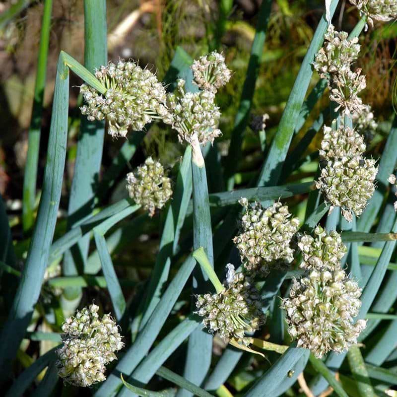 Allium fistulosum