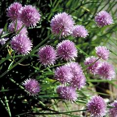 Purløg (Allium schoenoprasum)