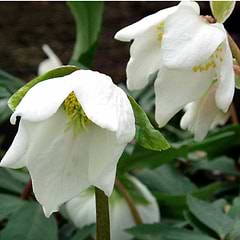 Julerose (Helleborus niger 'Praecox') 