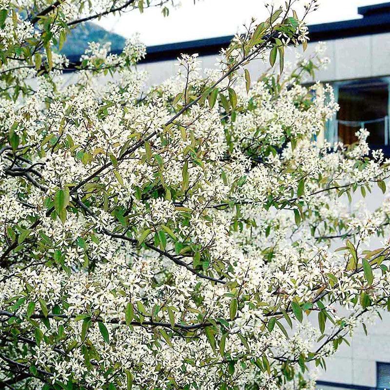 Amelanchier canadensis