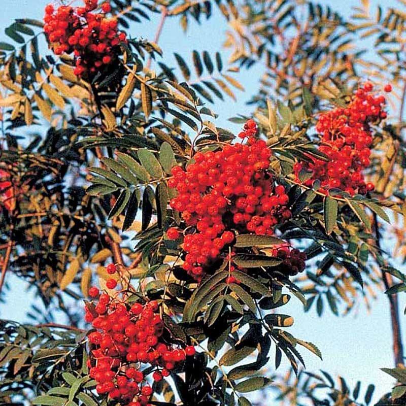SORBUS AUCUPARIA