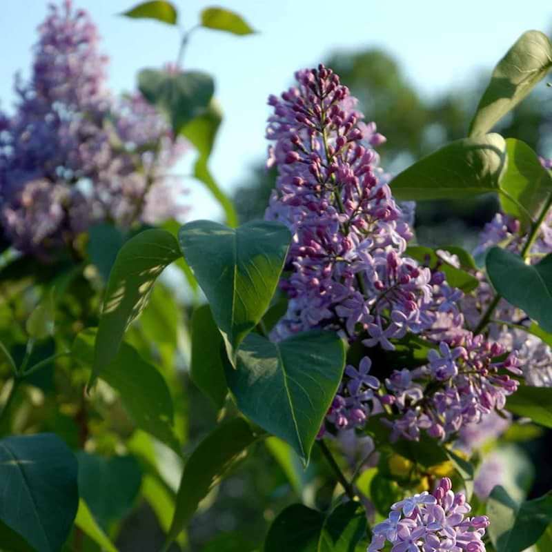 Syringa vulgaris blomst