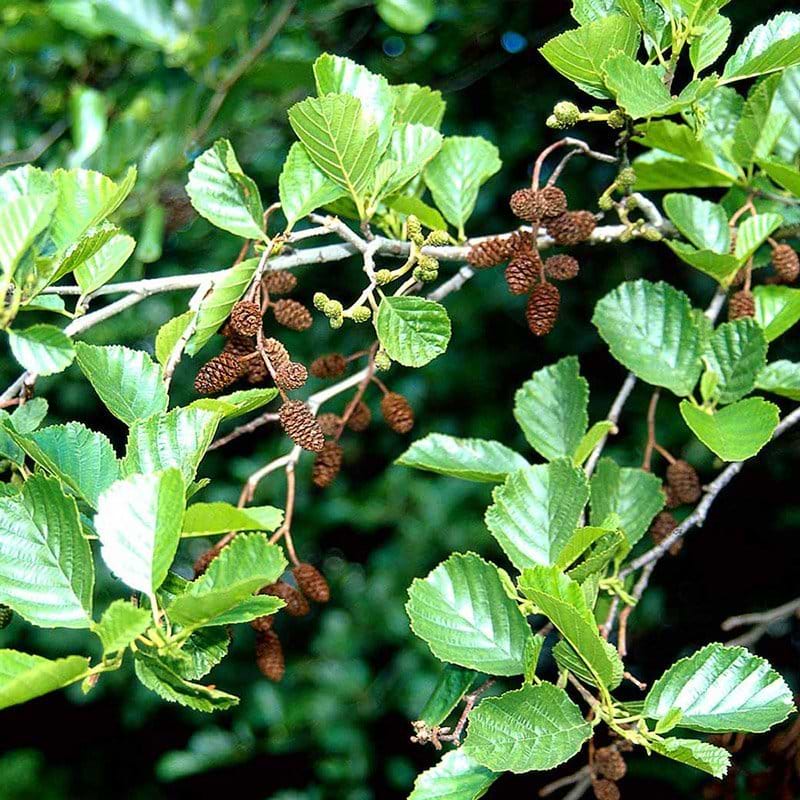 Rød-el (Alnus glutinosa) 100-150 cm