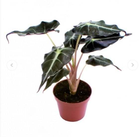 miniplante elefantøre