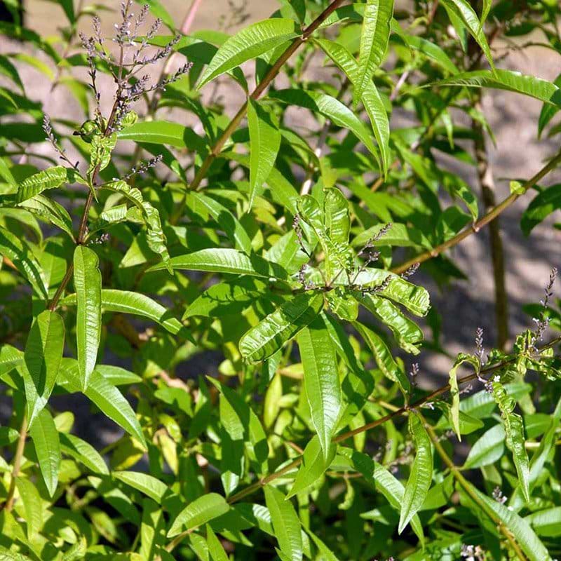 Aloysia triphylla blade