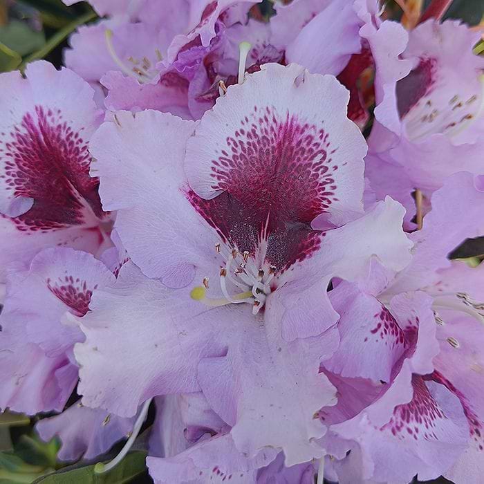 Rhododendron (Rhododendron 'Kabarett') 20-30 cm