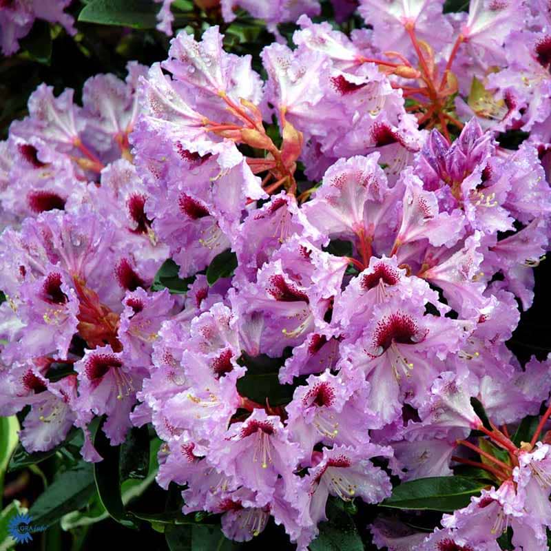 Rhododendron Kabarett