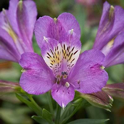 Inkalilje (Alstromeria 'Inca Lake')