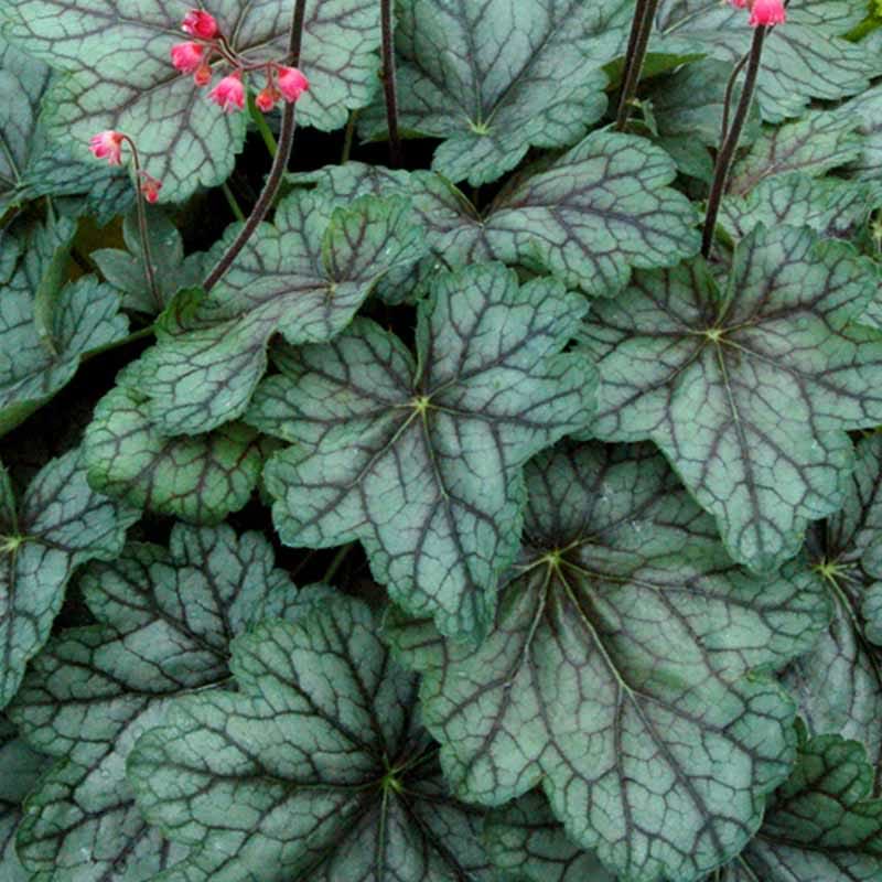 Alunrod Peppermint spice