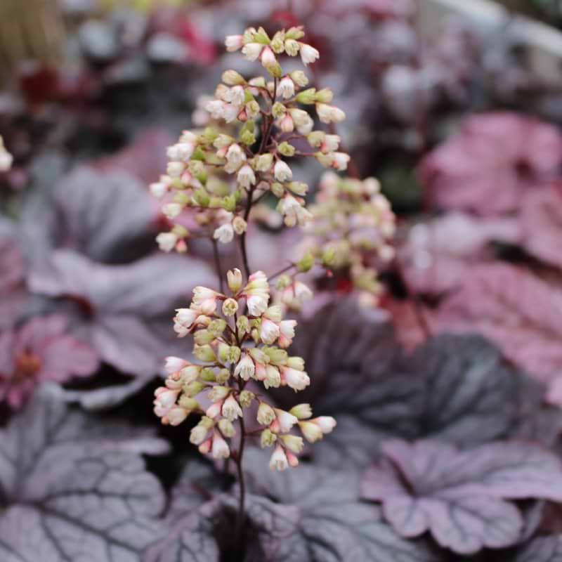 Alunrod (Heuchera 'Shanghai'®) Potte 1 L