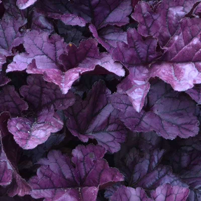 Alunrod wildberry