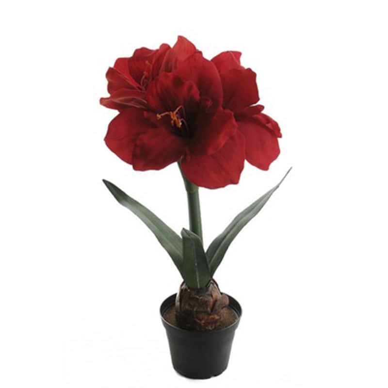 Amaryllis Rød I Potte 