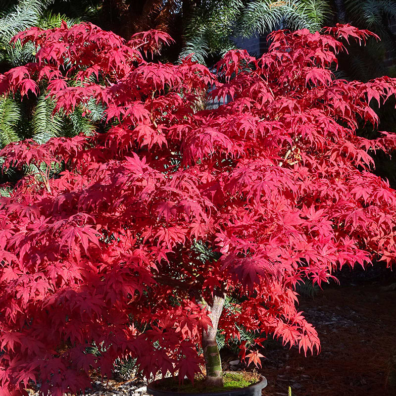 Japansk Ahorn (Acer palmatum 'Amber Ghost') 
