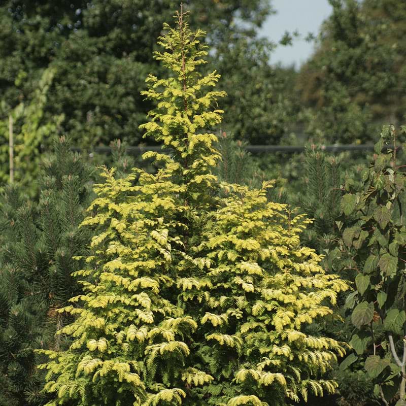 Vandgran (Metasequoia glyptostroboides 'Amber Glow') - Flere Varianter