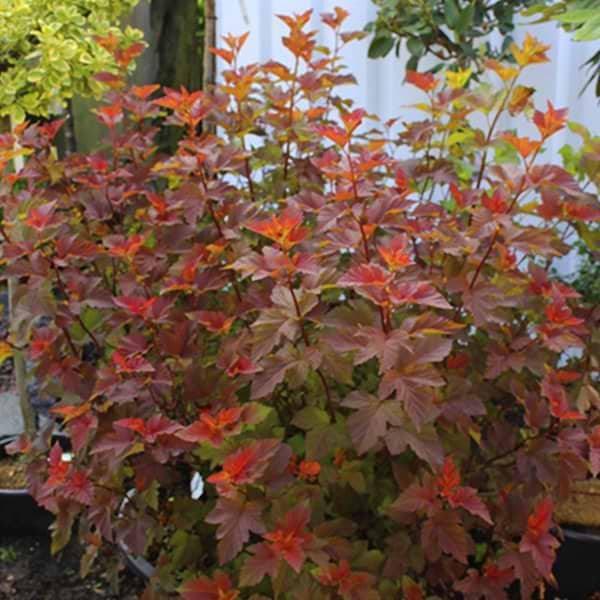 Physocarpus opu Amber Jubilee