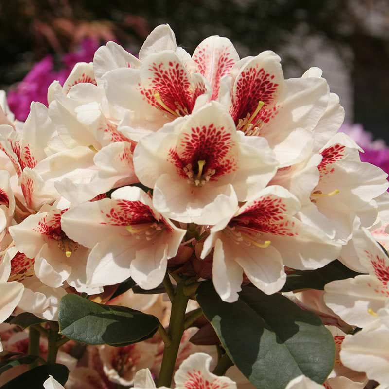 Rhododendron (Rhododendron 'Amber Kiss') 