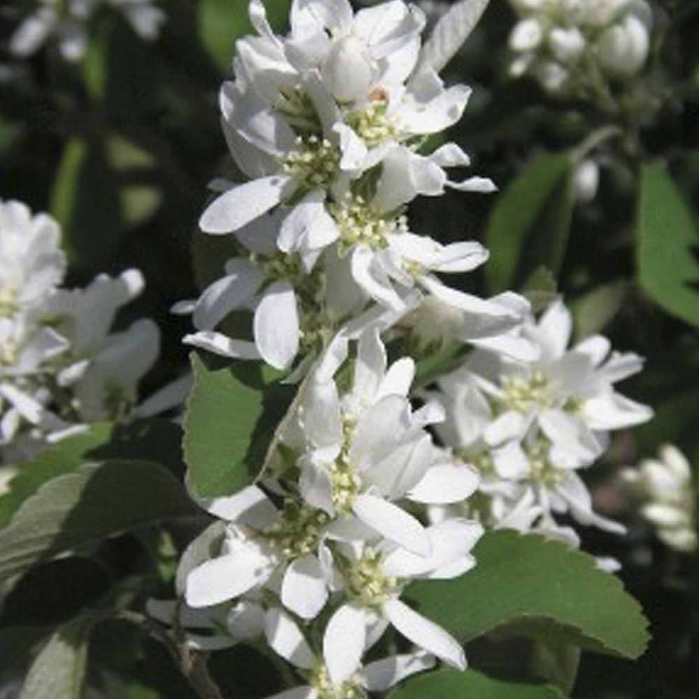 Amelanchier Obelisk blomst