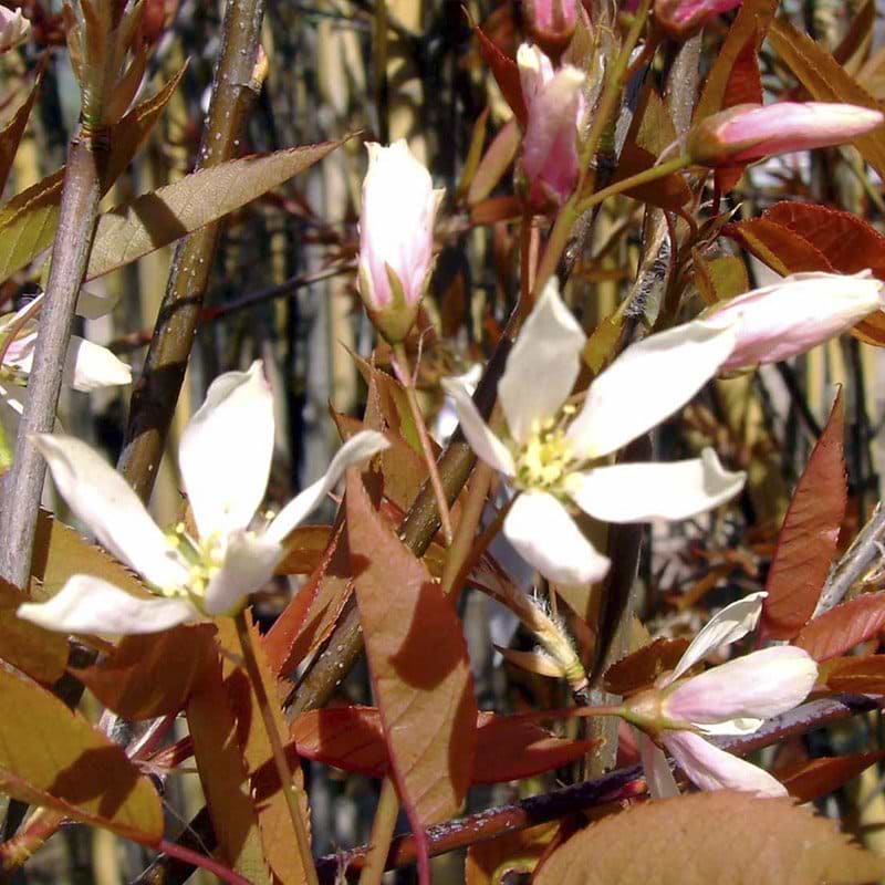 AMELANCHIER ARBOREA ROBIN HILL