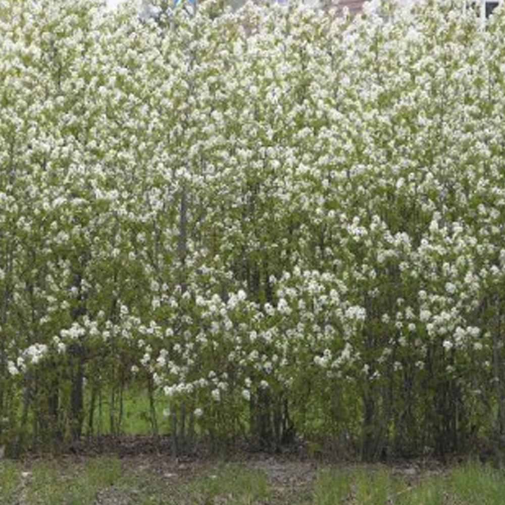 Amelanchier spicata