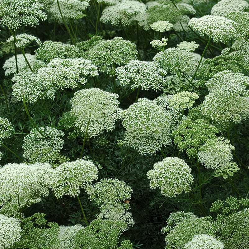 Tandstikkerurt Ammi Visnaga