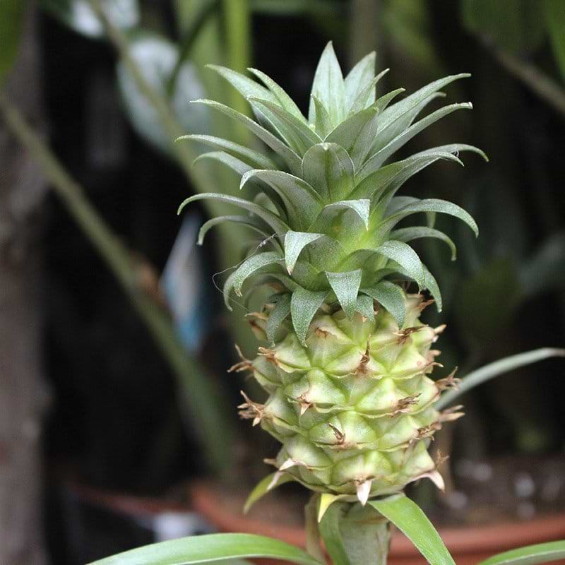 ananasplante top