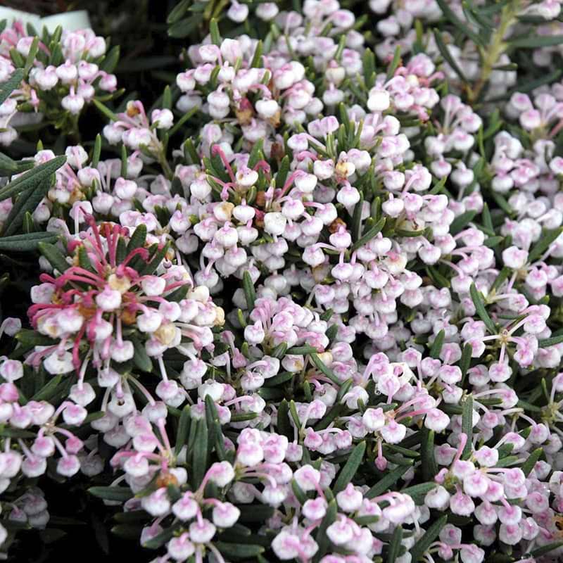 Rosmarinlyng Andromeda polifolia Nikko