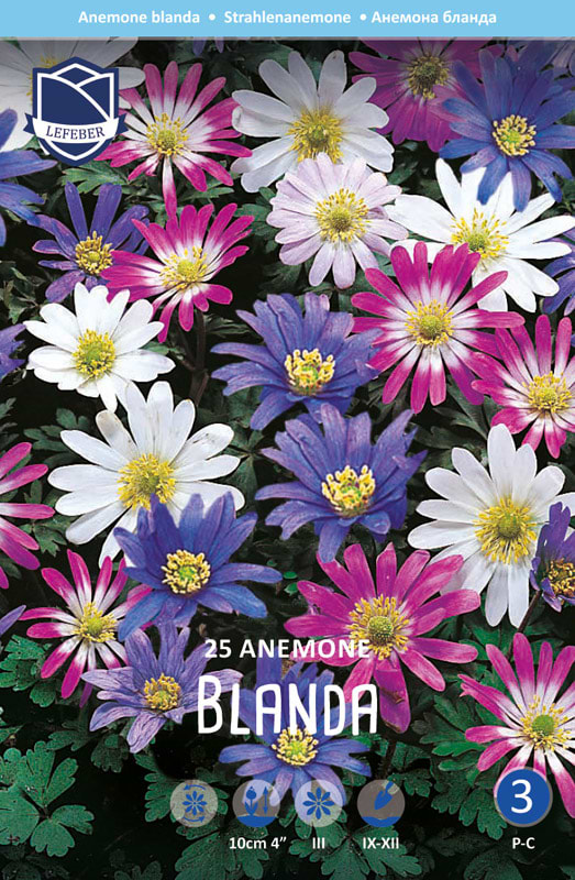 Anemone blanda