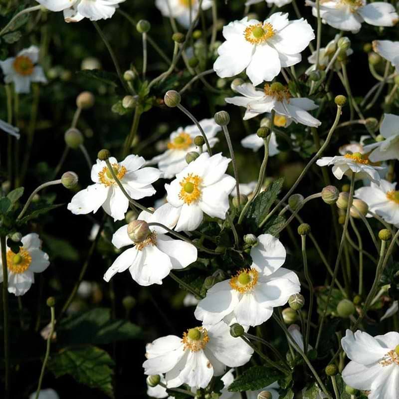 Anemone (Anemone x hybrida 'Honorine Jobert') -  Flere varianter