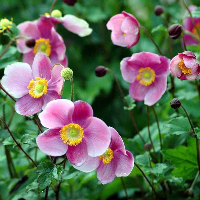 Høstanemone rosa