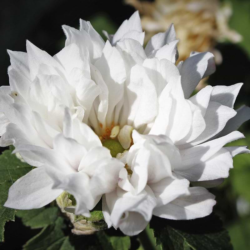 Anemone tiki sensation