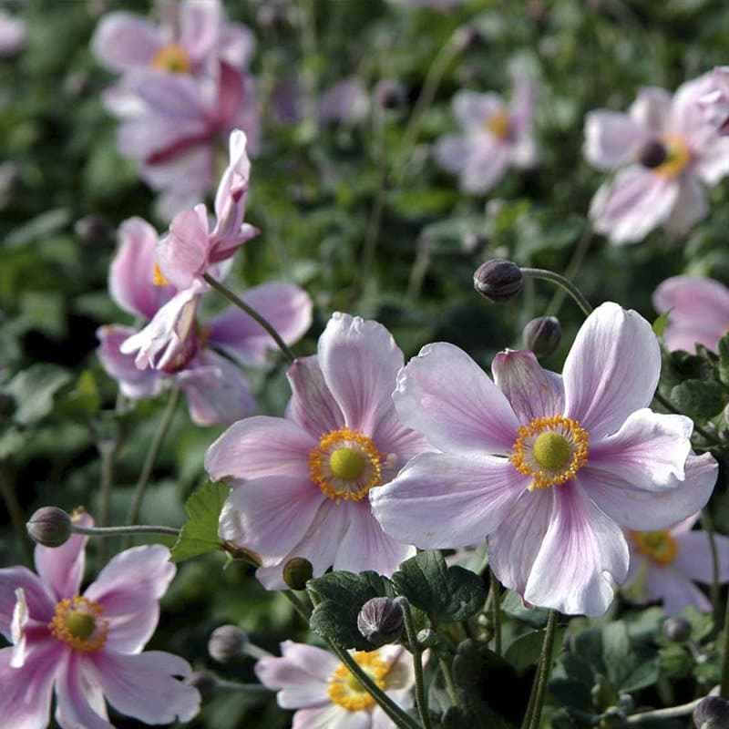 Høstanemone (Anemone hupehensis 'Rose Shades') Potte 4 L