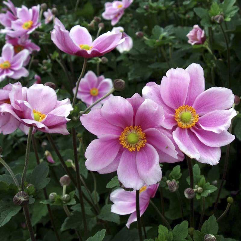 Anemone Königin Charlotte blomst