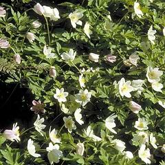 Anemone (Anemone nemorosa)